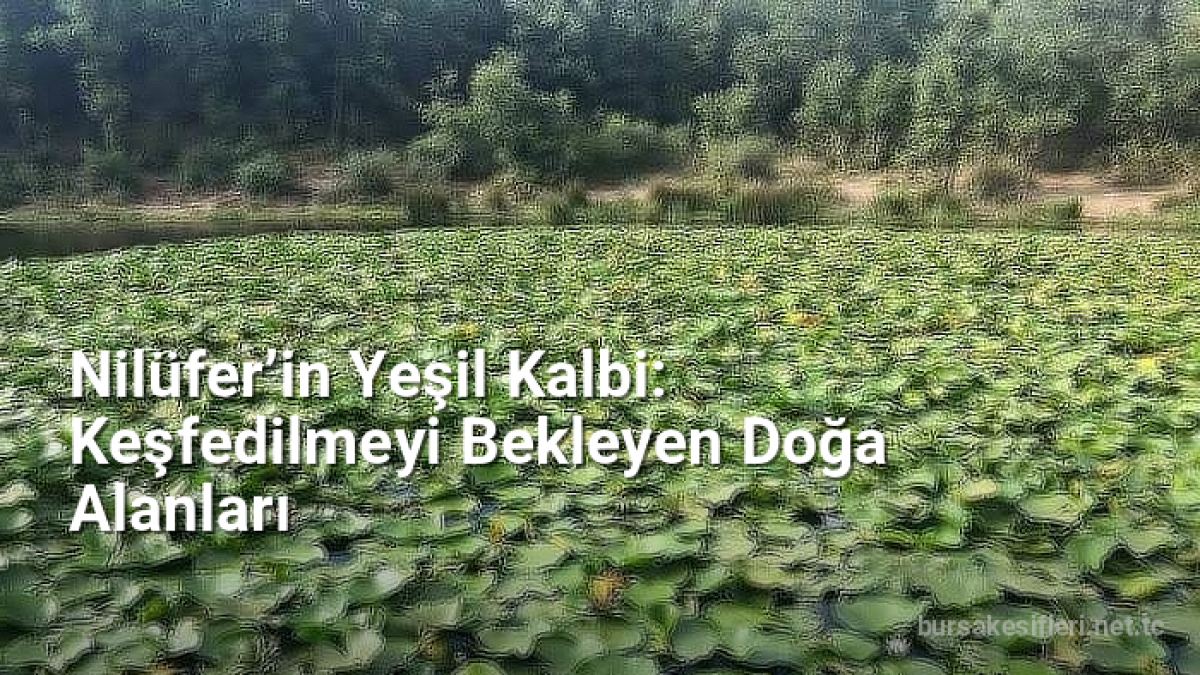 Nilüfer’in Yeşil Kalbi: Keşfedilmeyi Bekleyen Doğa Alanları - bursakesifleri.net.tc